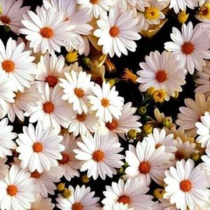 🌼Meet your Posher🌼